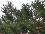 pine